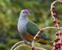 Pigeon's Photo