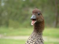ducketi's Photo