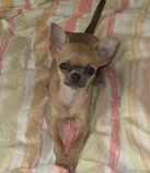 Hamster's Photo